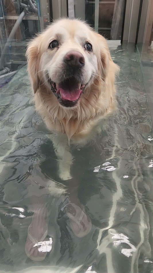 Golden retriever dog smiling in a water-filled treadmill at water walkies port kembla.