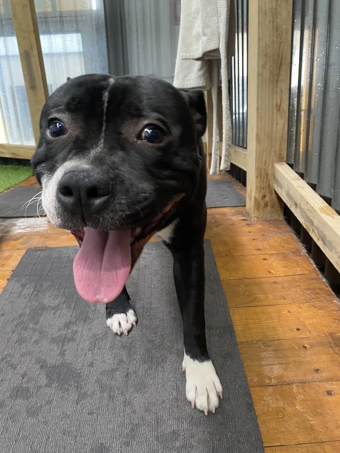 Close-up of a happy black and white dog with its tongue sticking out, standing on a dark gray mat on a wooden deck near glass panels and a wooden fence.