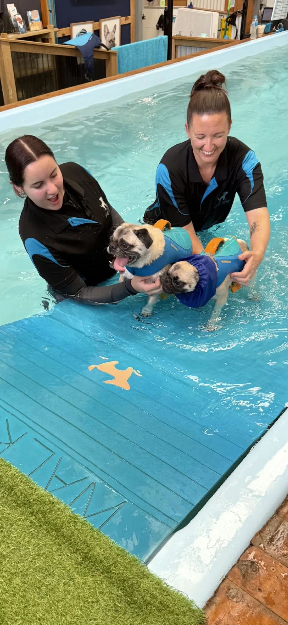 Two hydrotherapists in the pool with two pugs wearing snoods.