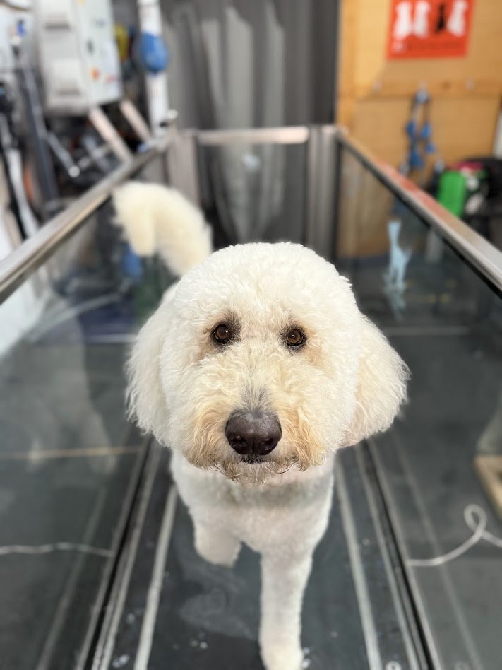 A well groomed fluffy white dog with curly fur standing in the underwater treadmill having a rehabilitation session at walkies, looking directly at the camera.