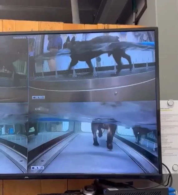 water walkies underwater treadmill camera screen to display 4 camera angles of treadmill