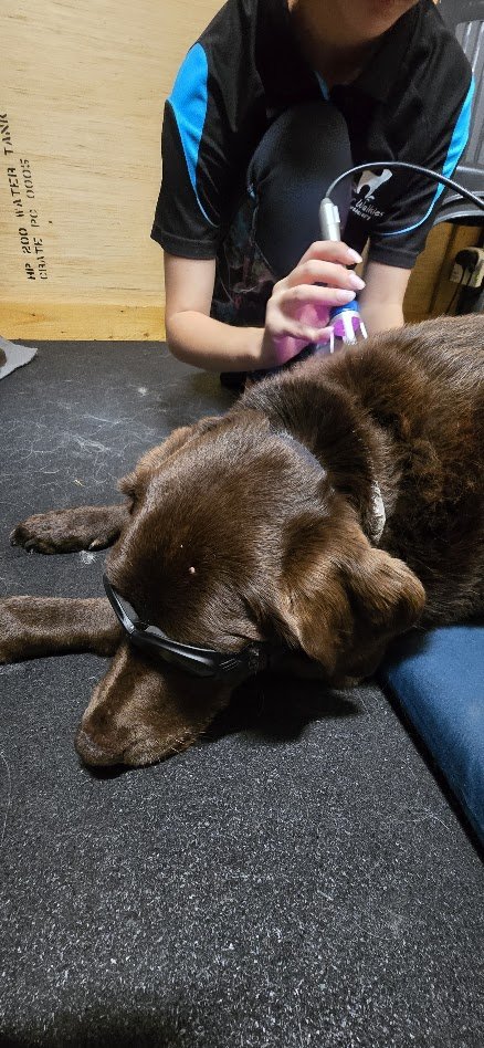 Unlocking Canine Well-being: The Marvels of Class 4 Laser Therapy