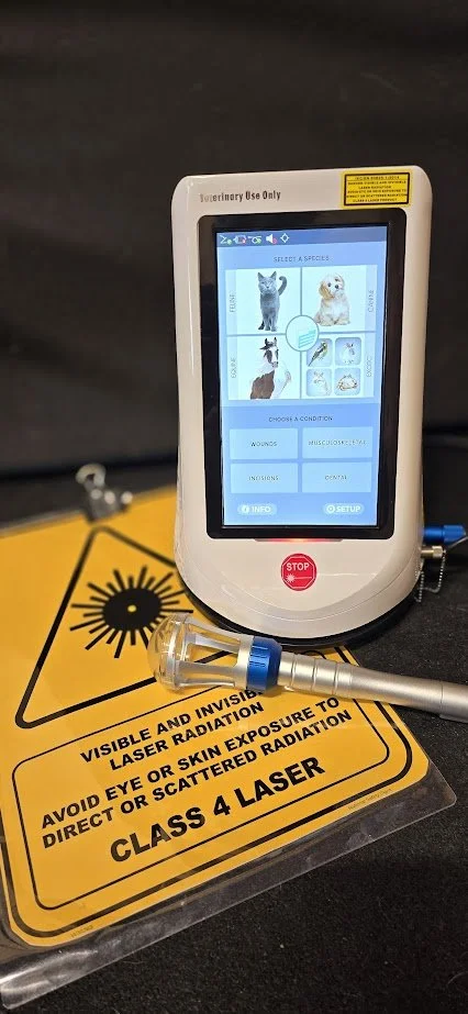 laser therapy class 4 canine laser therapy water walkies illawarra