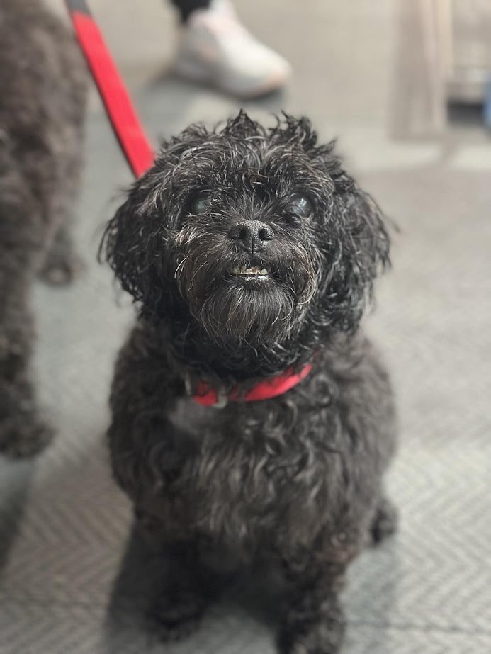 A small black dog with curly fur and a red collar looking up at the camera in Water Walkies.