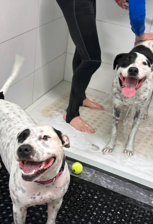 Two happy dogs at a dog wash station in water walkies hydrotherapy with a person in a shower area. One dog is outside the shower, and one is inside, with a tennis ball nearby.
