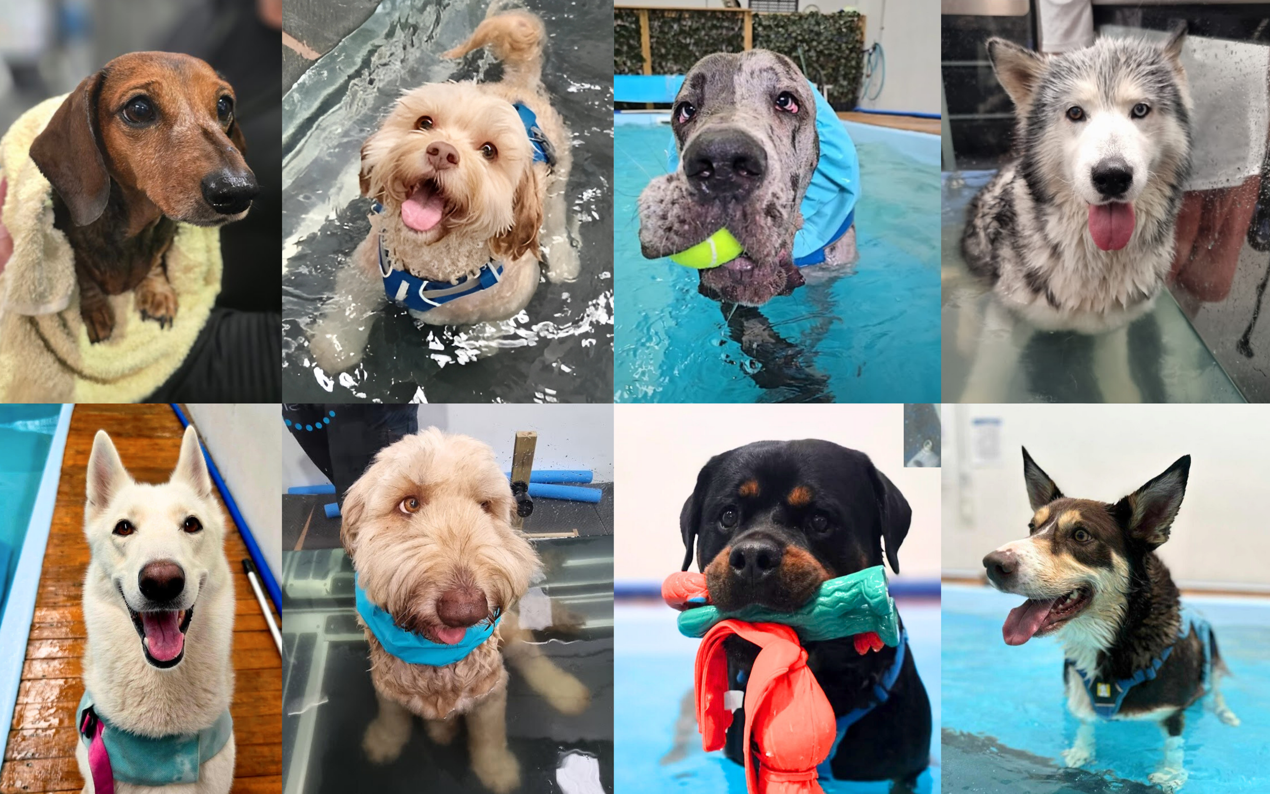 So many smiling dogs happy to get hydrotherapy, canine massage and wellness therapy at water walkies
