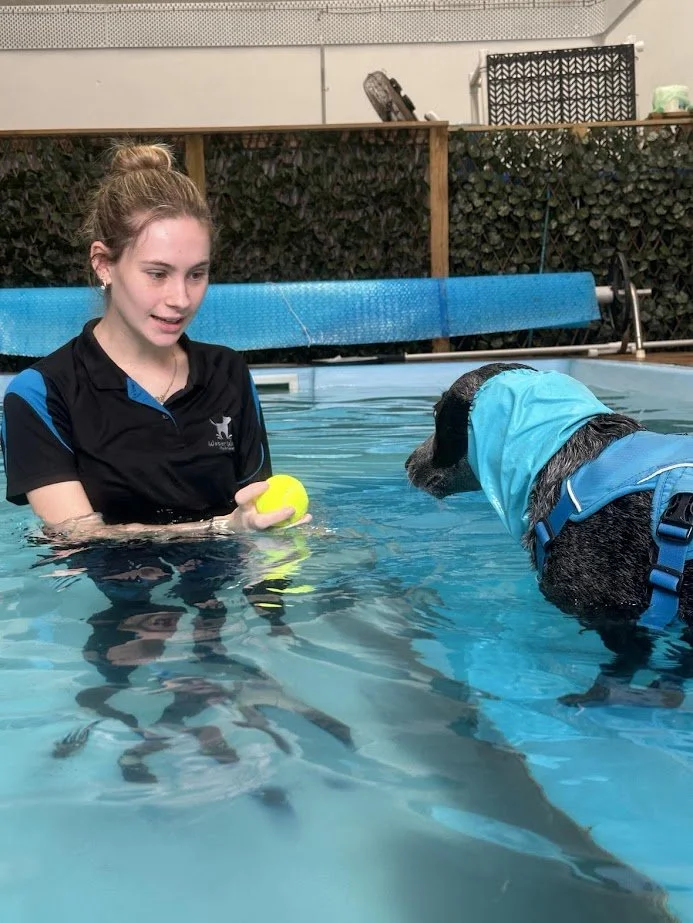 A woman and a dog holding a yellow ball in water walkies swimming pool during a pool session. The woman is wearing a dark shirt, and the dog, a black and gray breed, is wearing a blue life jacket and a blue hood.