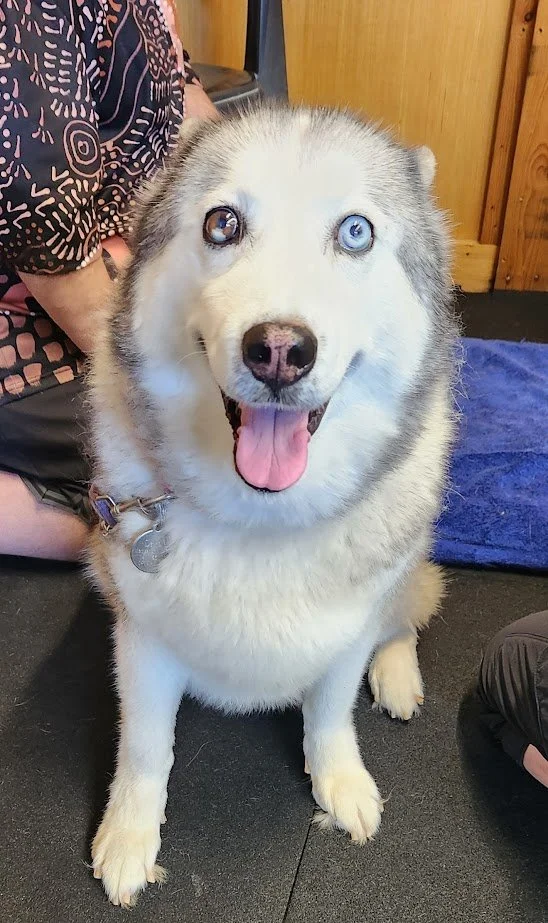 A happy Siberian Husky with blue eyes, sitting on a black surface indoors, with a person partially visible behind, and a blue mat in the background.