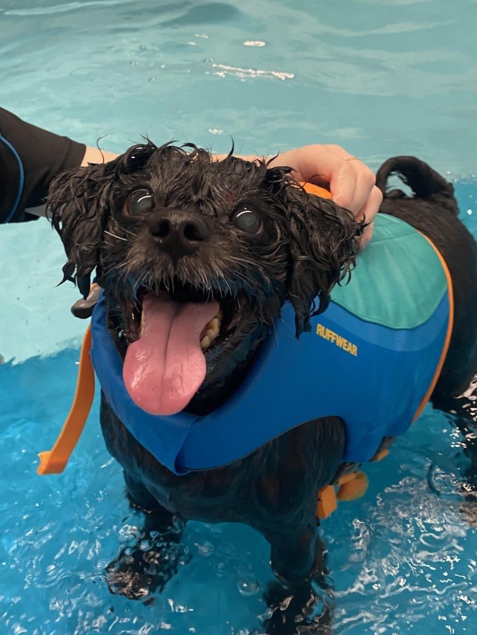 A happy black dog in a blue life jacket standing in water walkies hydrotherapy pool with its tongue out and being held gently by a person.