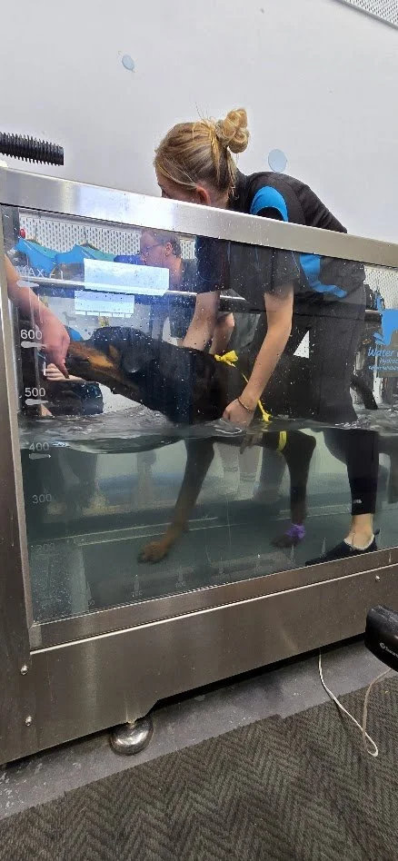 A hydrotherapist conducting a rehabilitation session in the underwater treadmill with a rottweiler at water walkies port kembla.