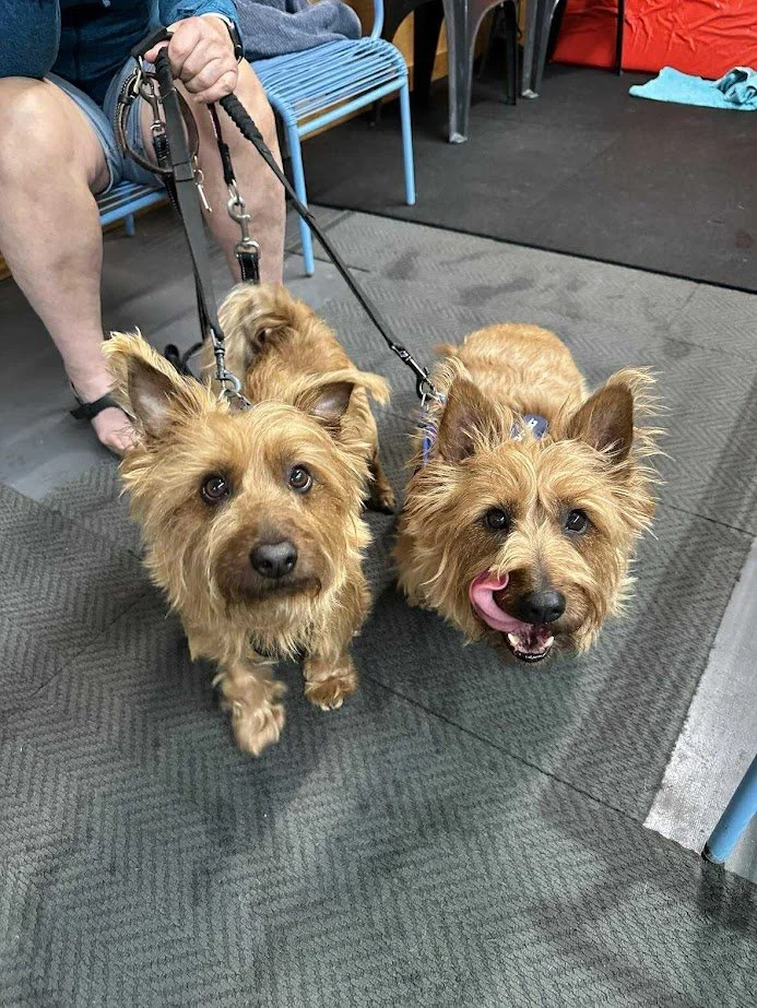 Two small, fluffy tan dogs on leashes sitting on a black rubber mat indoors. One dog is looking directly at the camera, the other is licking its nose.
