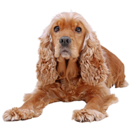 A golden cocker spaniel dog lying down with head up looking at the camera.