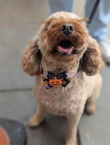 7 Signs Your Pet Needs More Than Just a Vet Visit: How Animal Wellness Can Transform Their Life