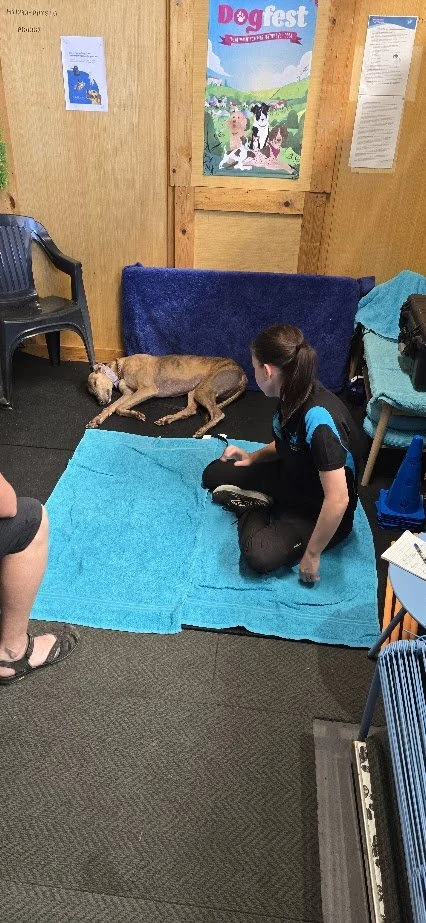 A woman in a black and blue shirt sitting on a blue mat, next to a dog lying on a brown mat inside a wooden room. A poster on the wall reads 'Dog Fest.'