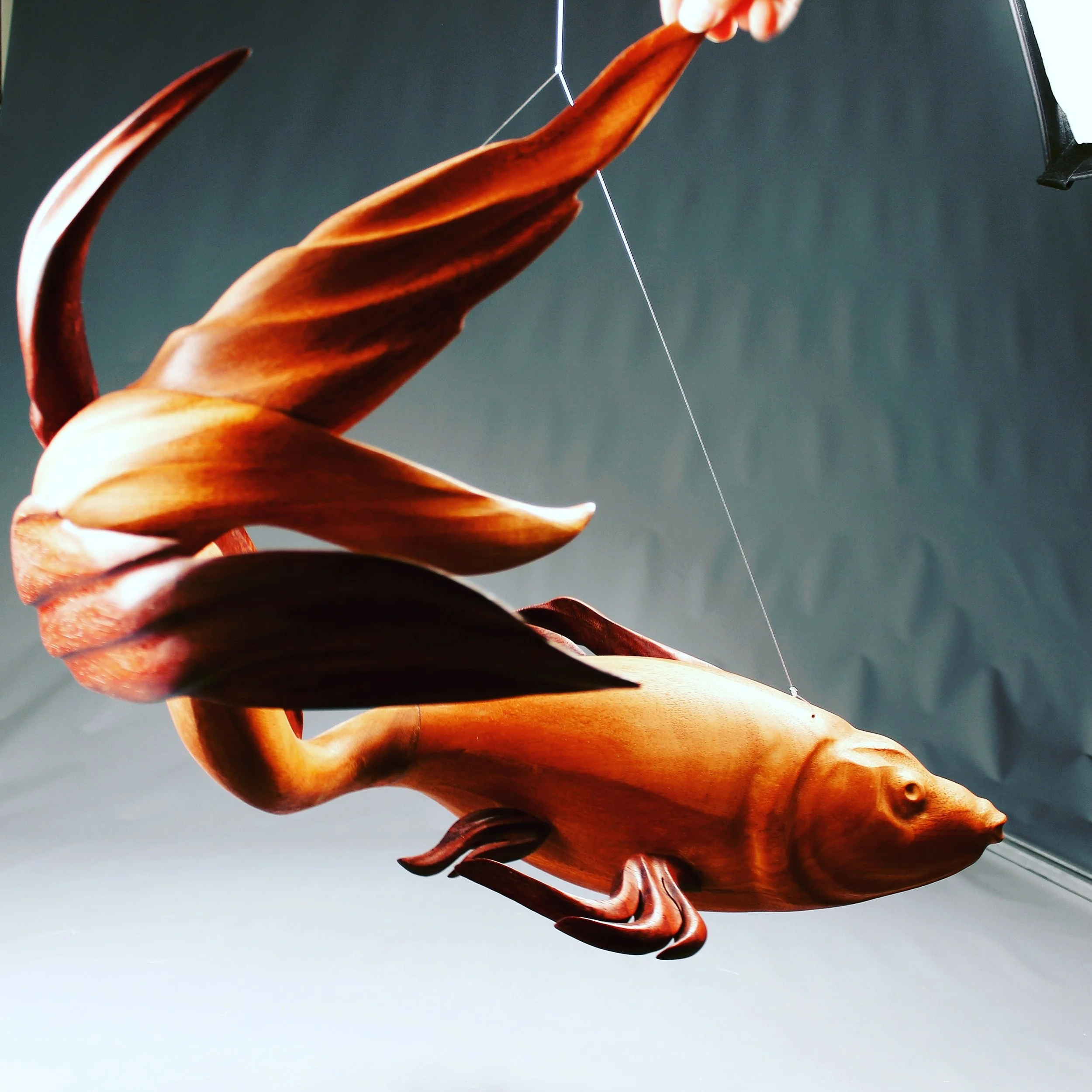 Koi, 2015, 22"x15"18", Mahogany, African Paduk, clear fishing line.