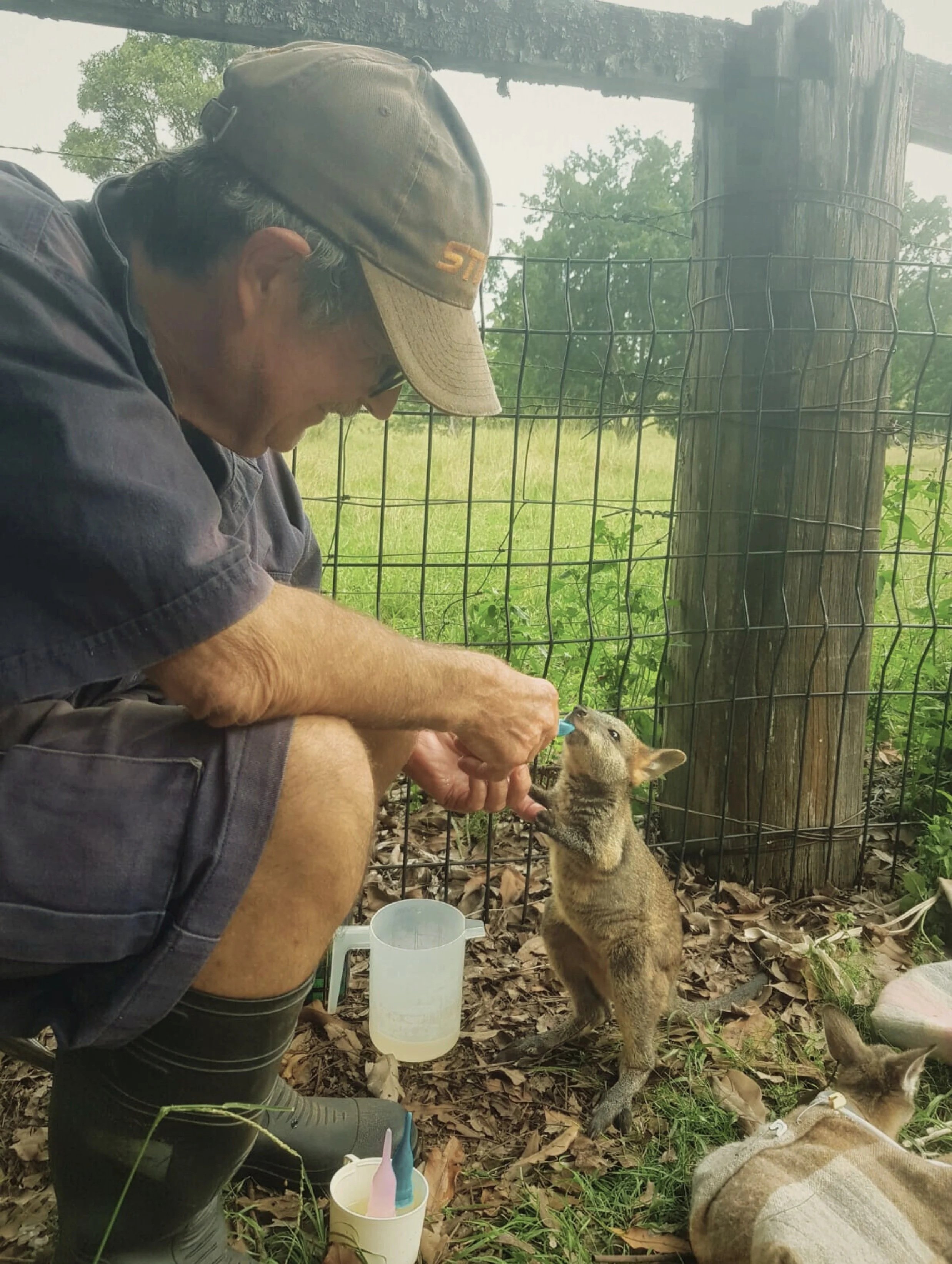 Wildlife Rehabilitation Grants Program