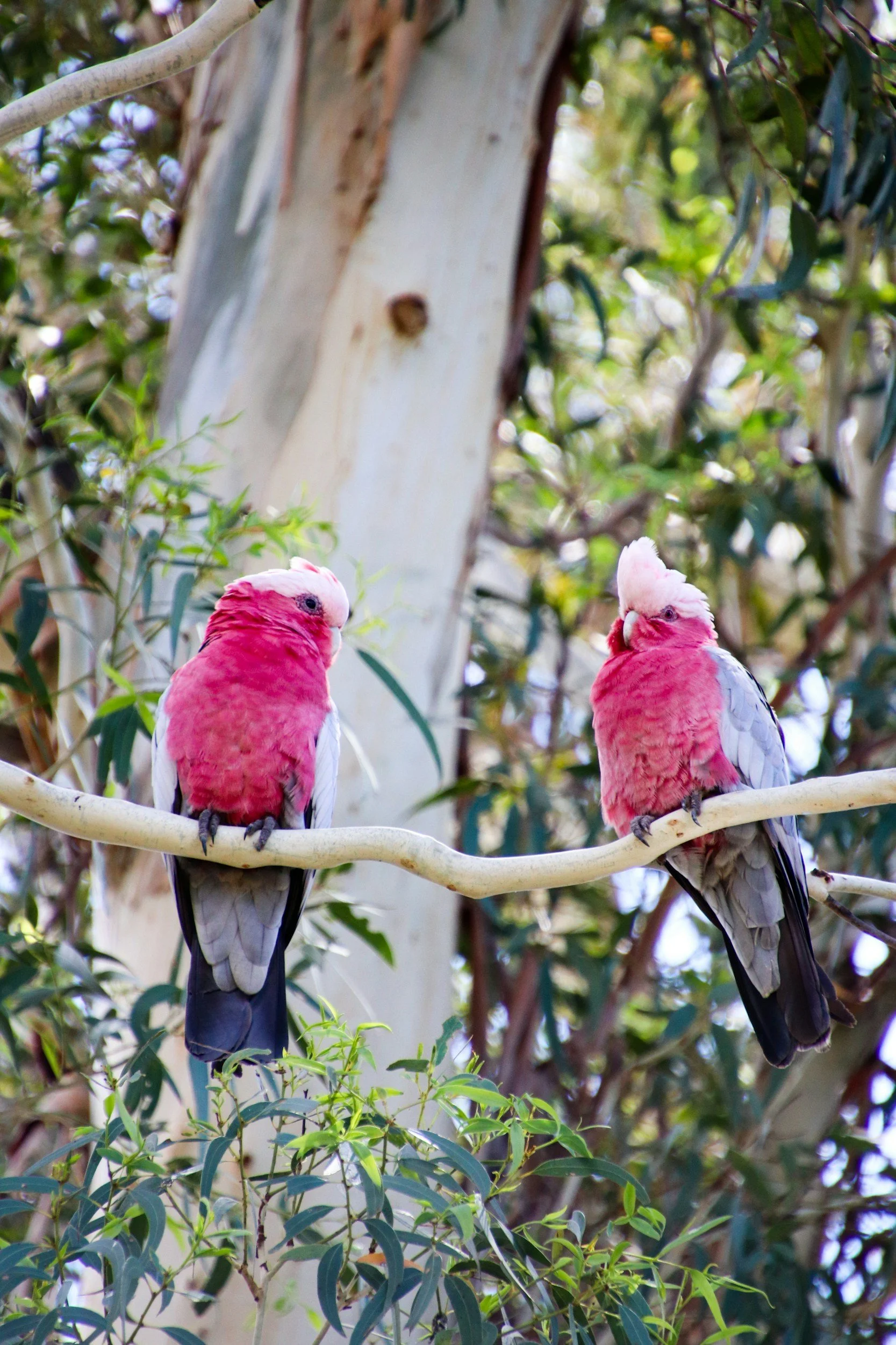 Galah photo