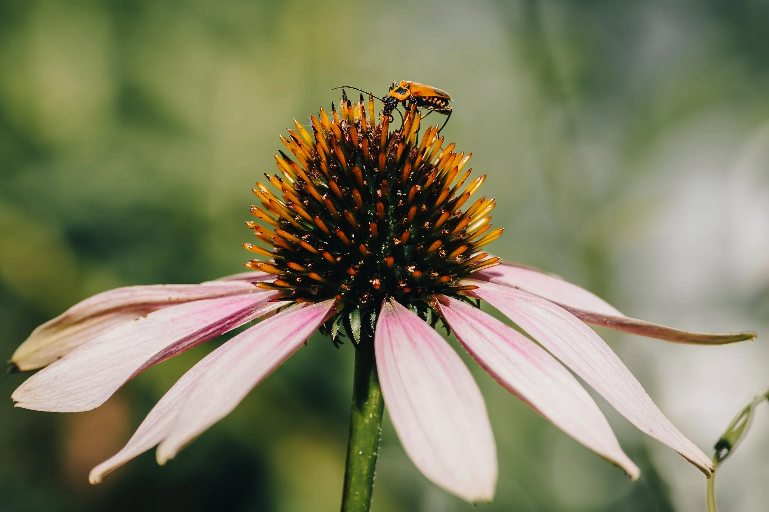 Close-up of a pink coneflower with a bee on the dark center cone, blurred green background.