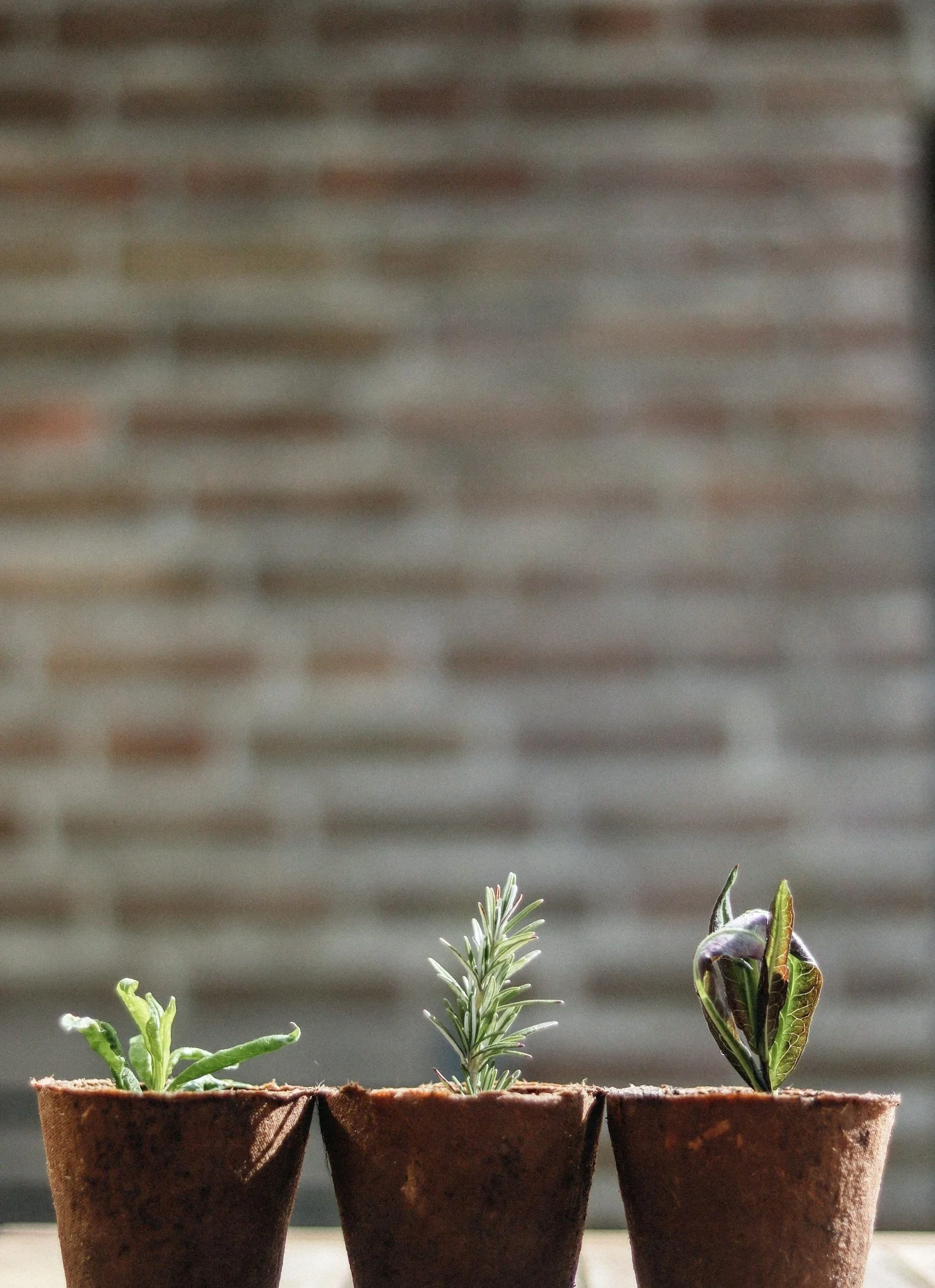 Three small potted plants on a surface with a blurred brick wall background. Online therapy for planning mental health.