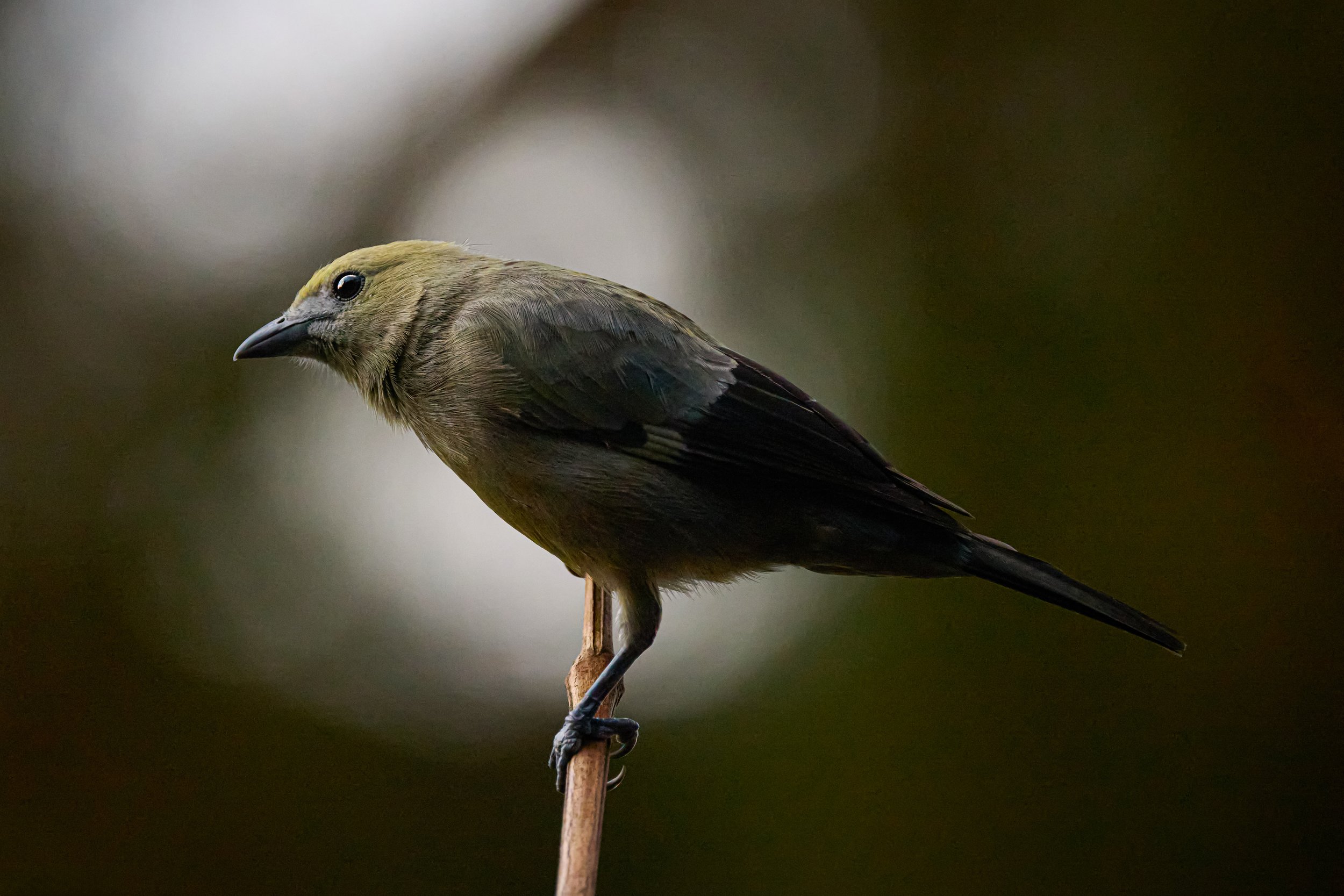 Palm Tanager | Fine Art Photography