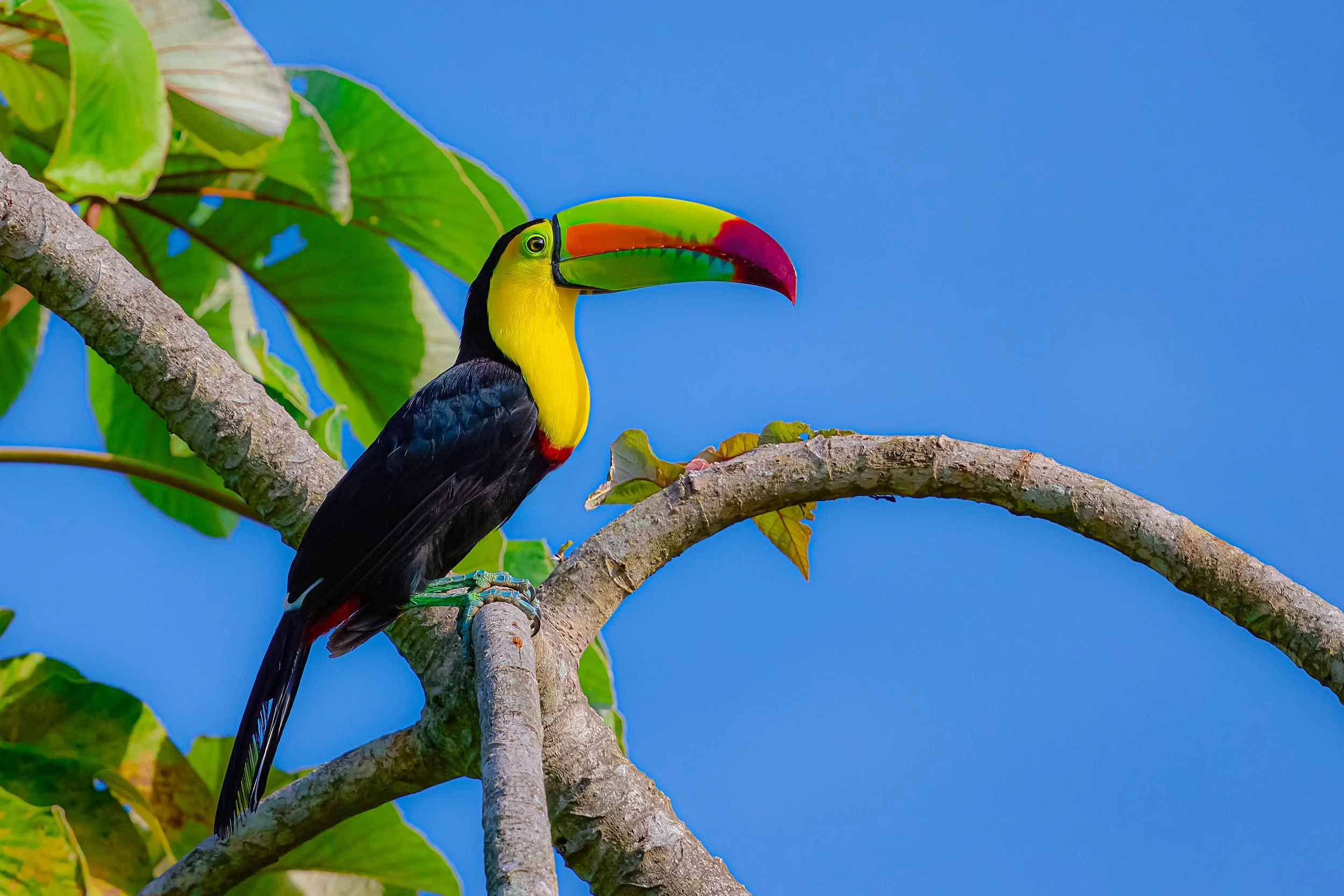 Keel-billed Toucan | Fine Art Photography