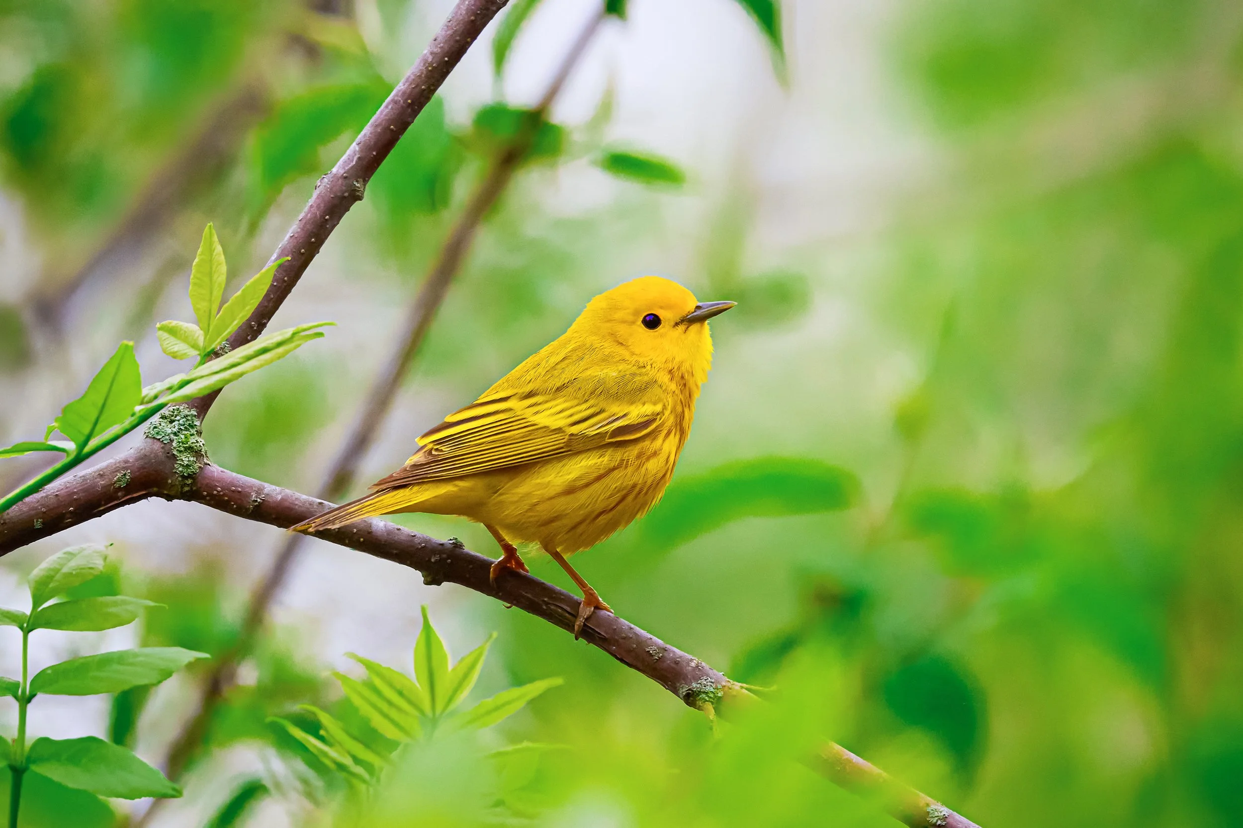 Northern Yellow Warbler | Fine Art Photography