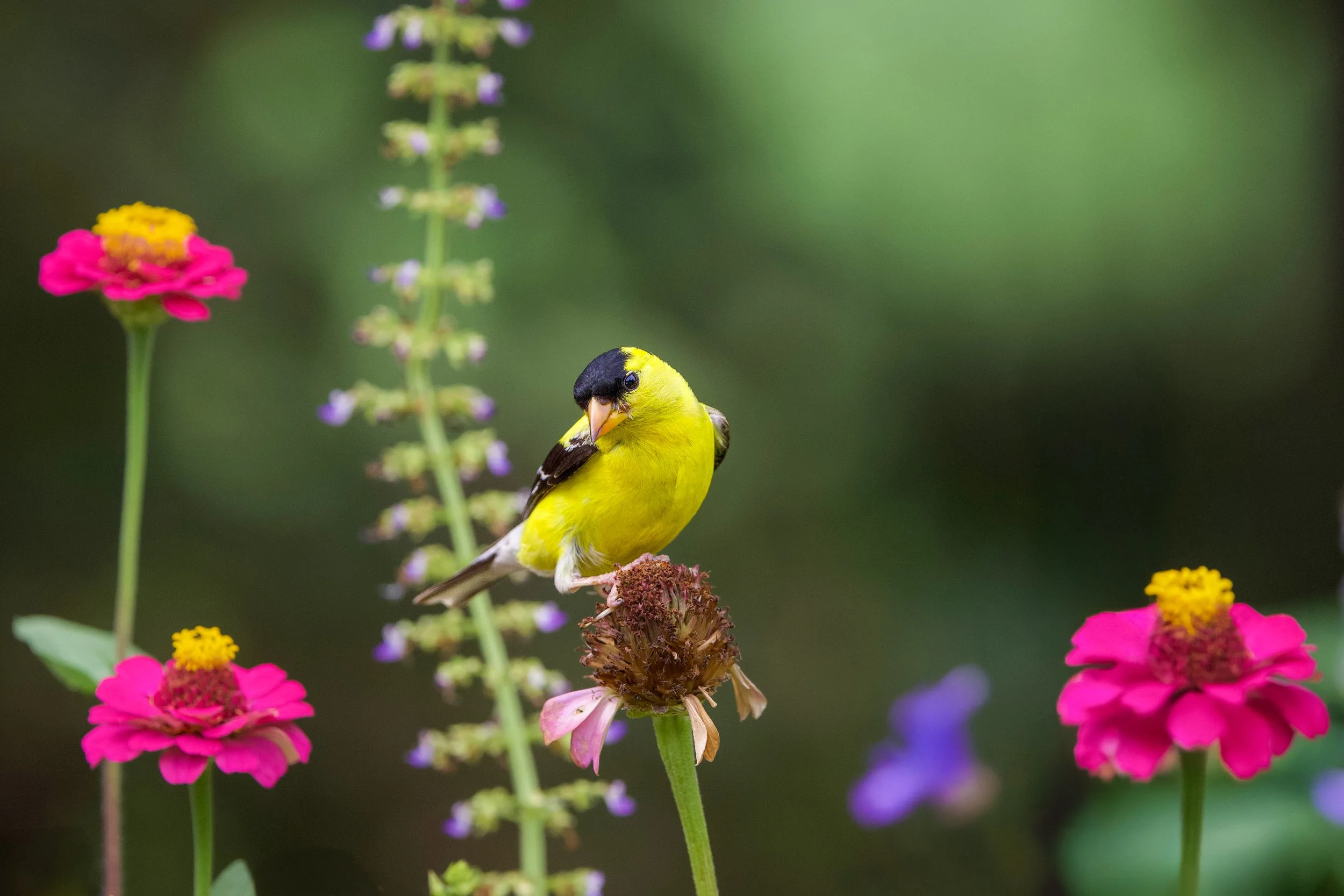 American Goldfinch | Fine Art Photography