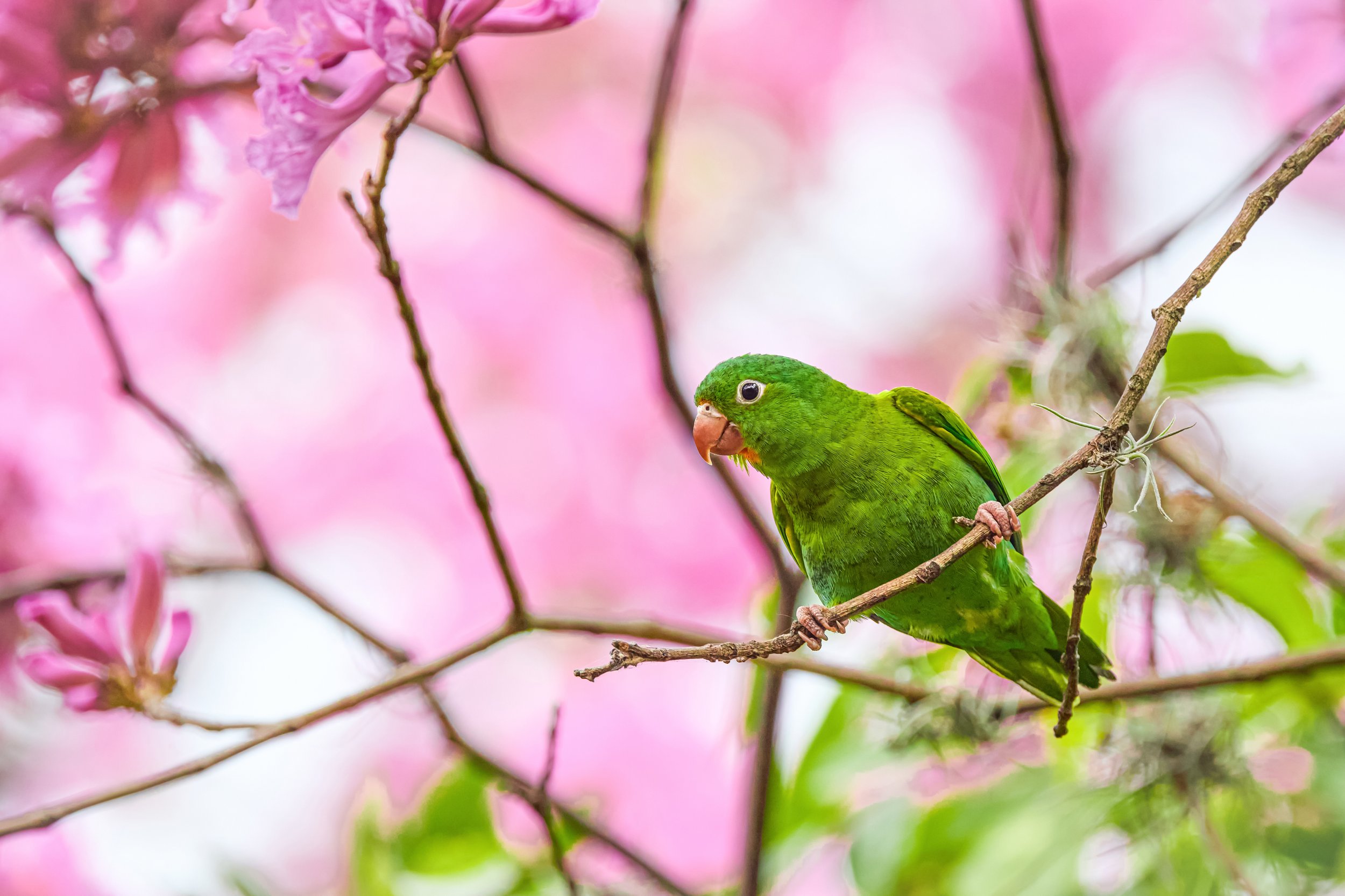Orange-chinned Parakeet | Fine Art Photography