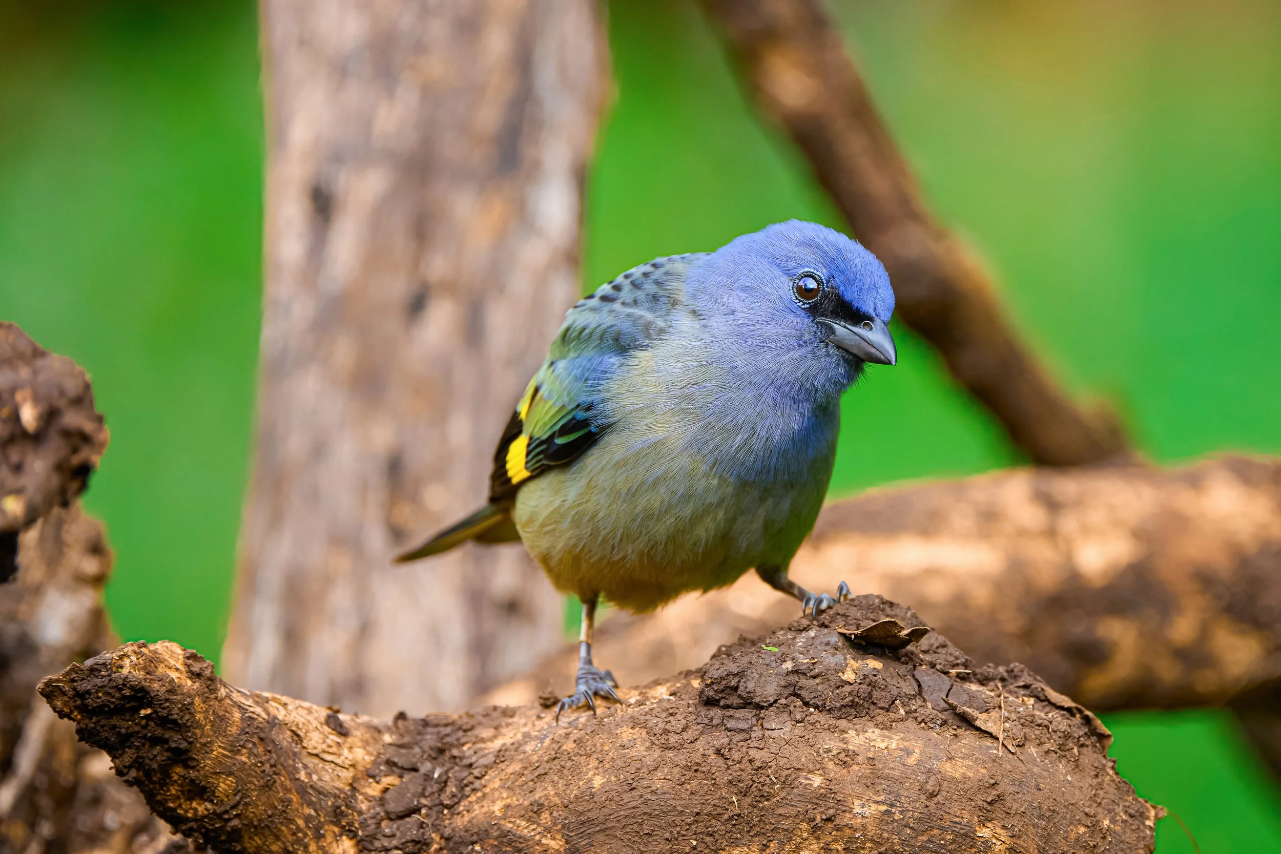 Yellow-winged Tanager | Fine Art Photography