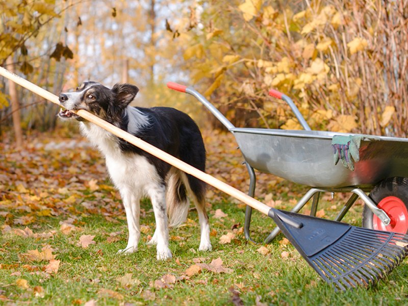 AUTUMN LAWN CARE GUIDE