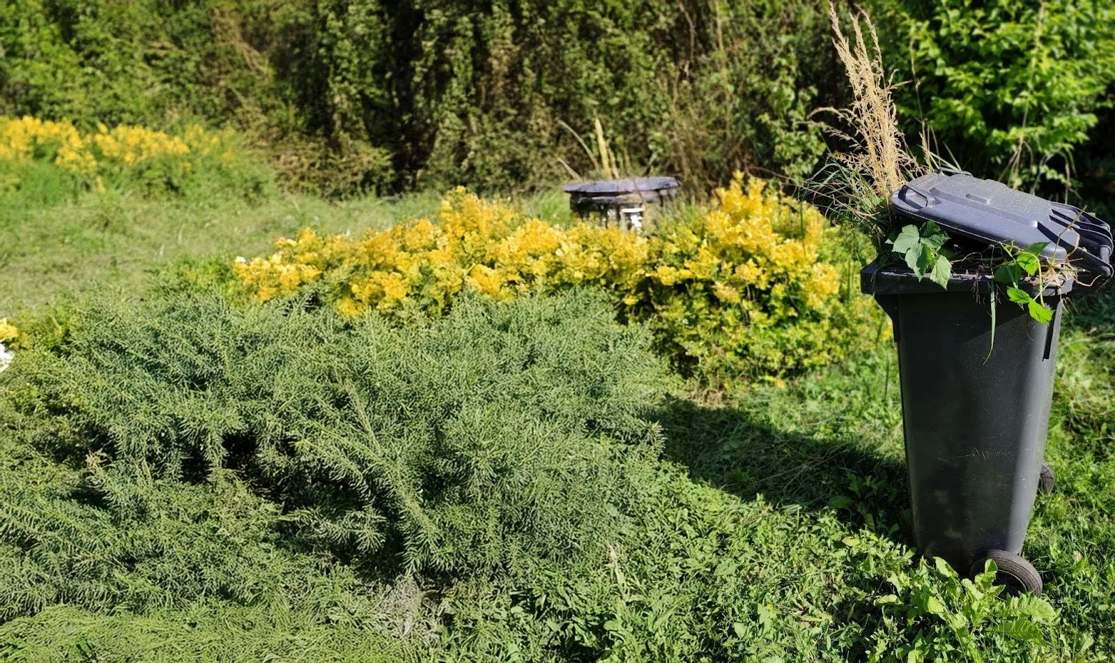 Does Your Lawn Have Weeds Growing in It? — Here’s What Soil Health Can Really Do