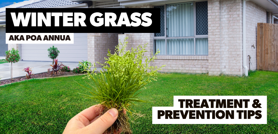 How to Identify and Treat Winter Grass (Poa annua)