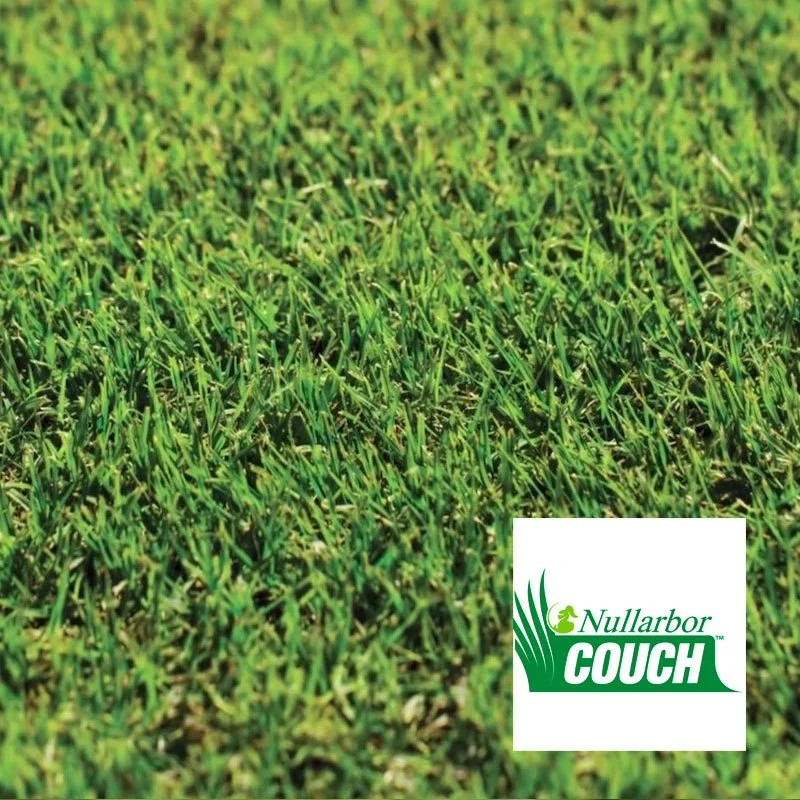 Nullarbor Couch