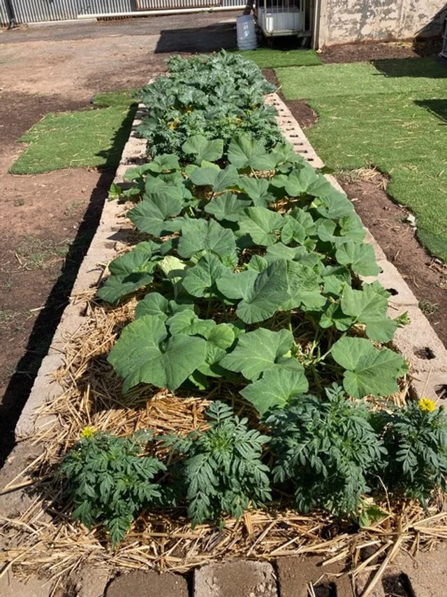 The Men’s shed asked for a grant to set up wicking beds to begin the garden part of the the Men’s Shed Activities. $1,986. The Men’s Shed was instigated to foster a welcoming environment for men to come together and learn and share skills while build