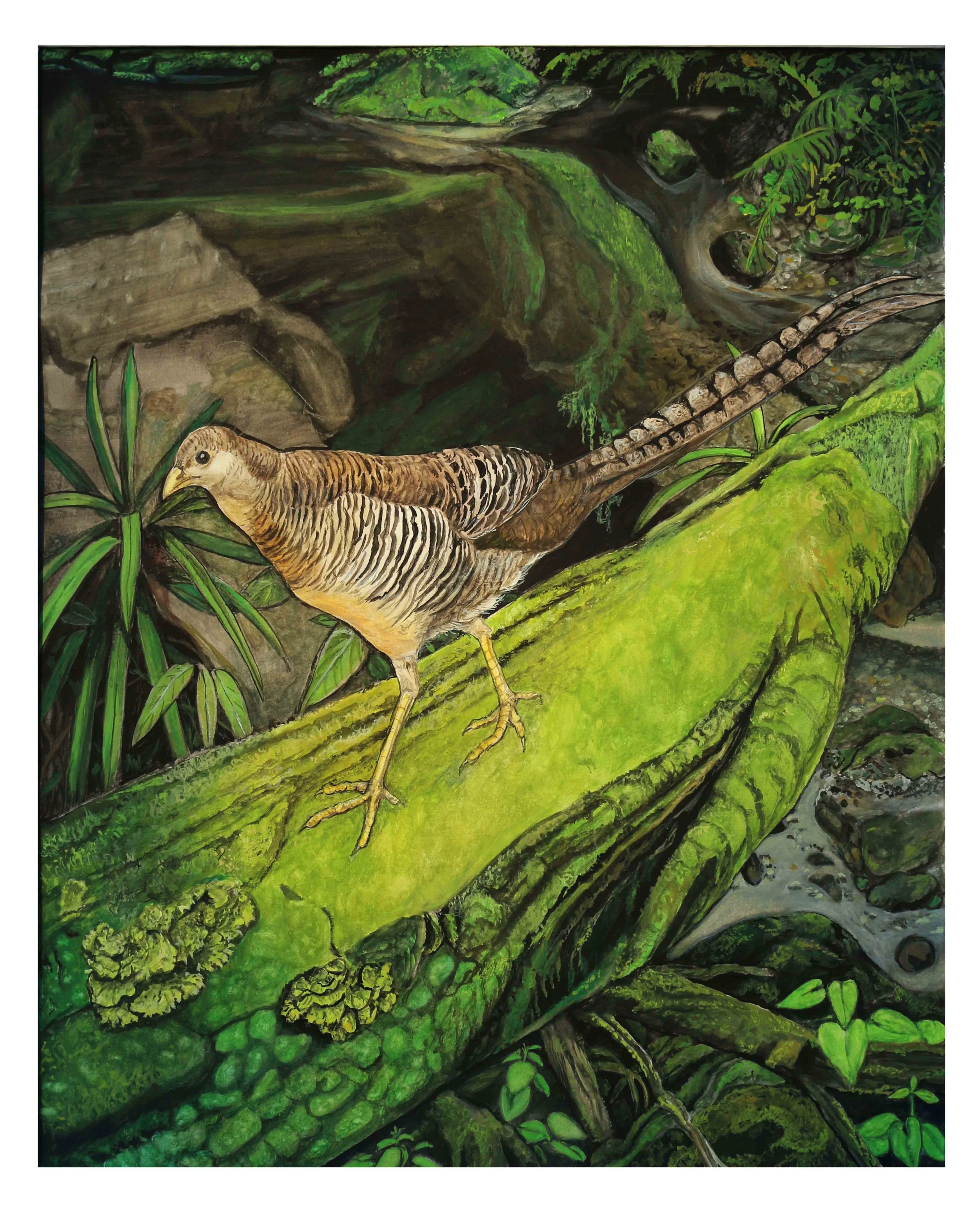 the pheasant on mossy trunk.jpg