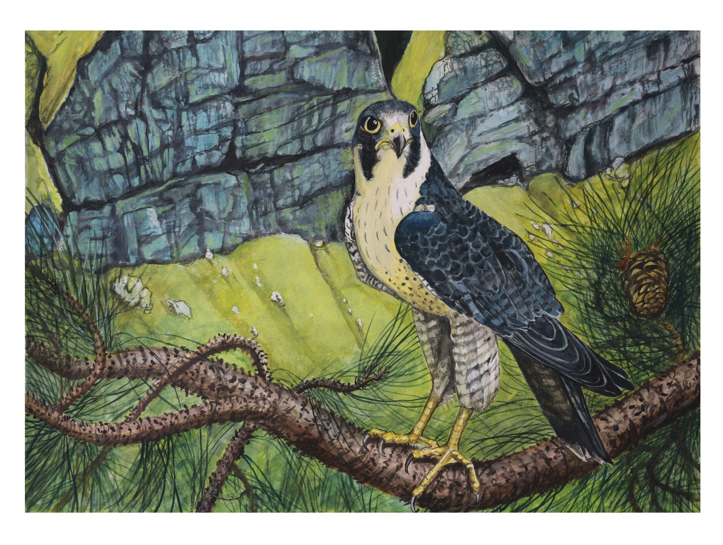 peregrine falcon 2.jpg