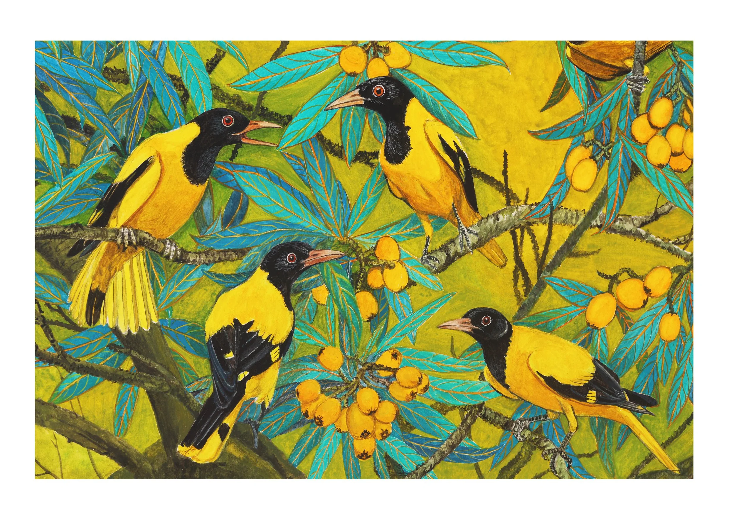 yellow birds and Loquat 2.jpg