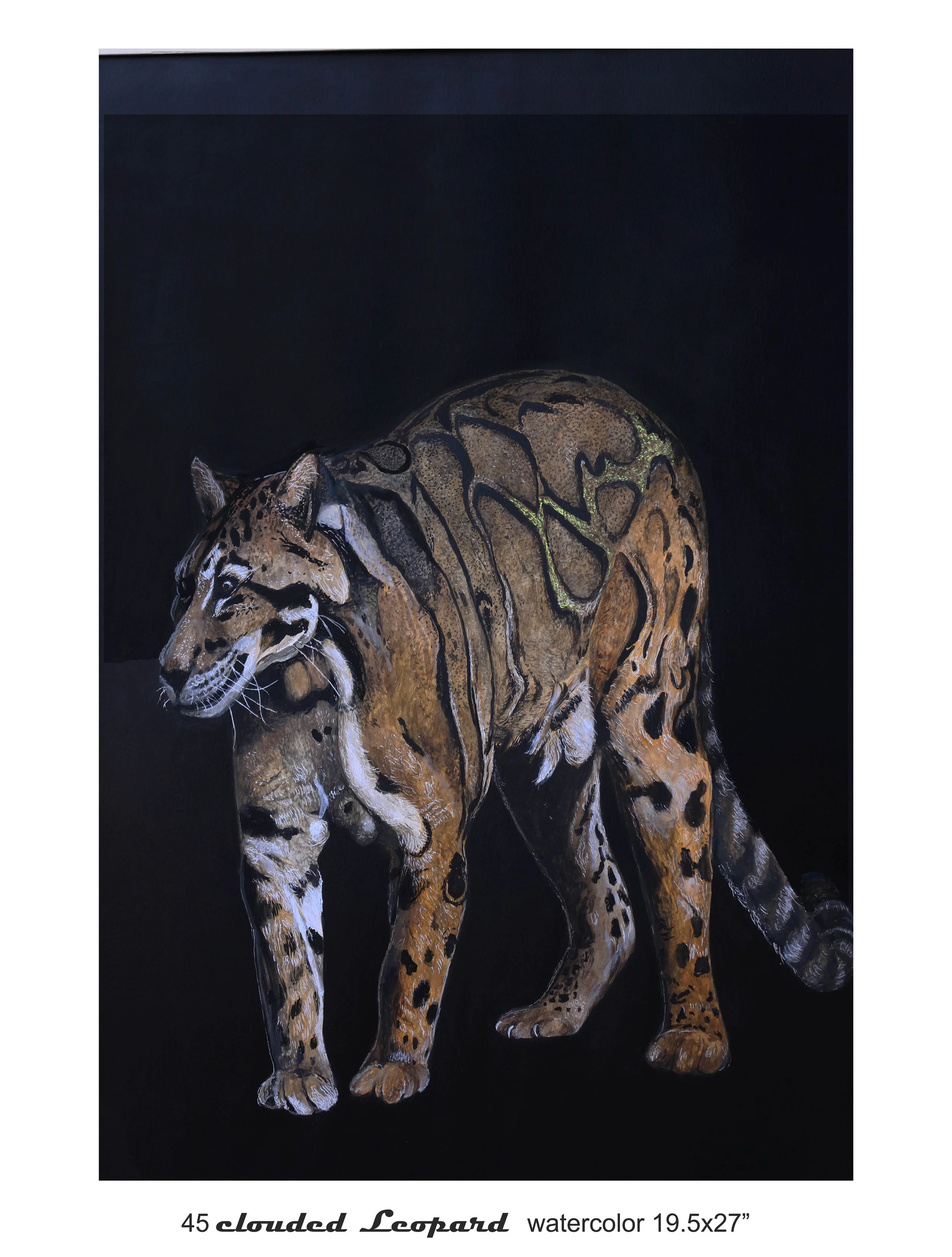 45 clouded leopard II copy.jpg
