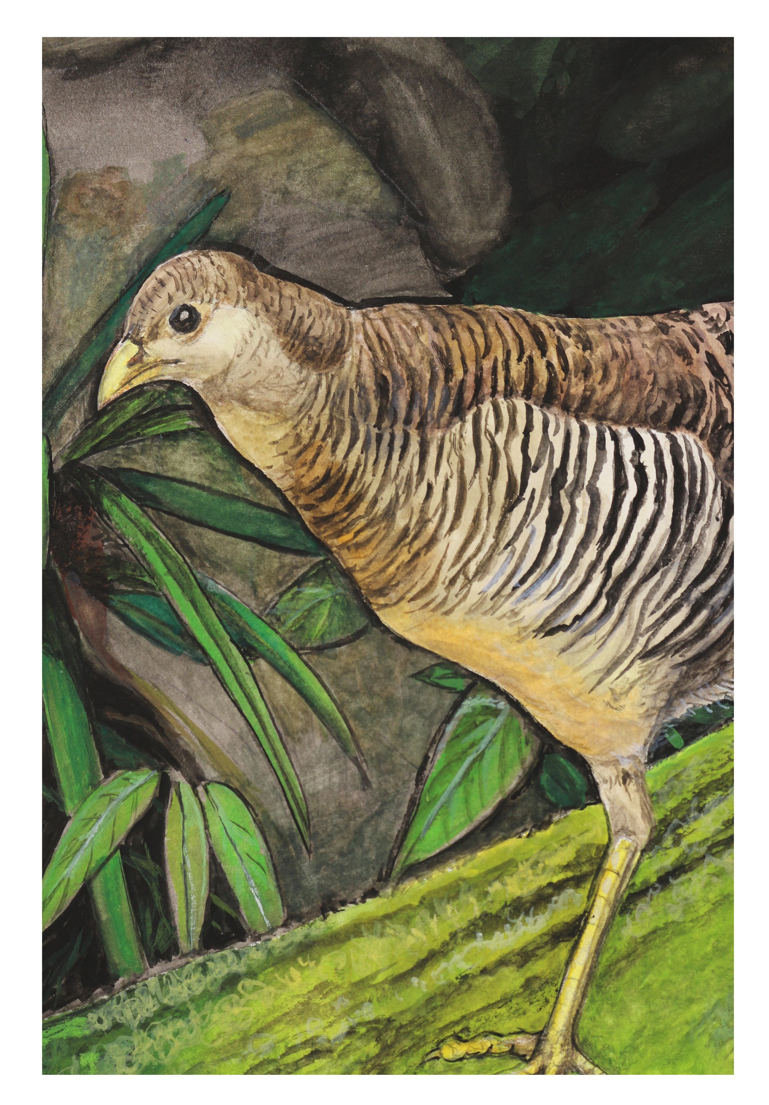 the pheasant on mossy trunk 5.jpg