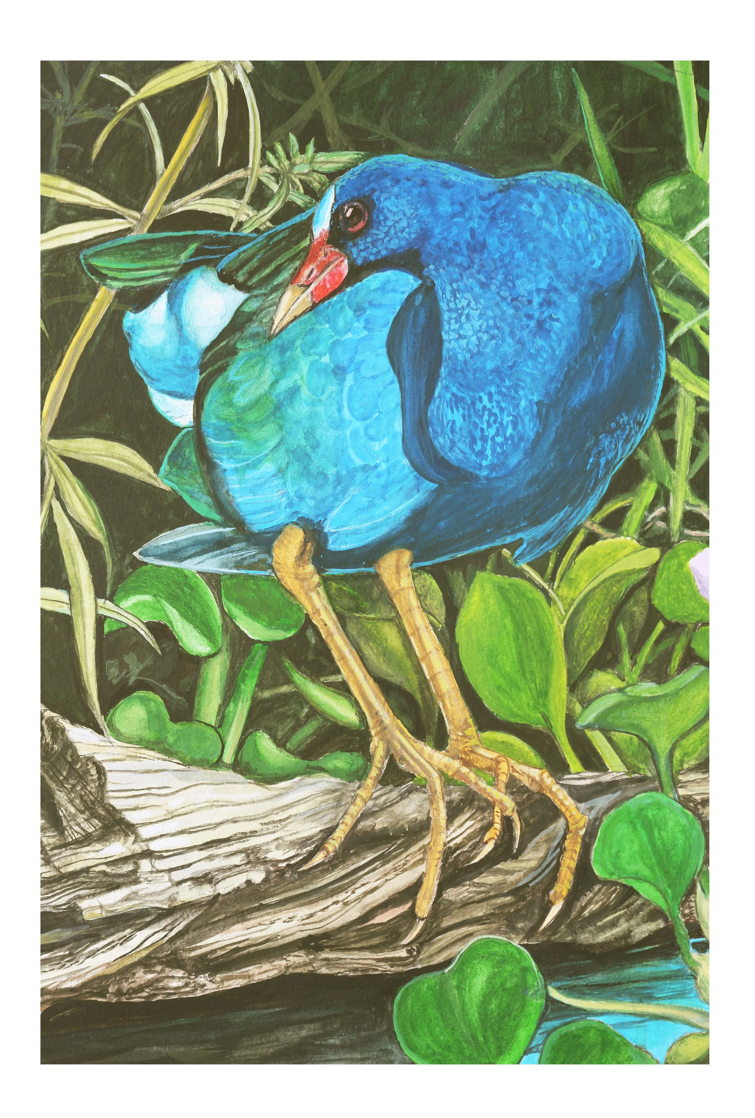 gallinule and hiacinth 2.jpg