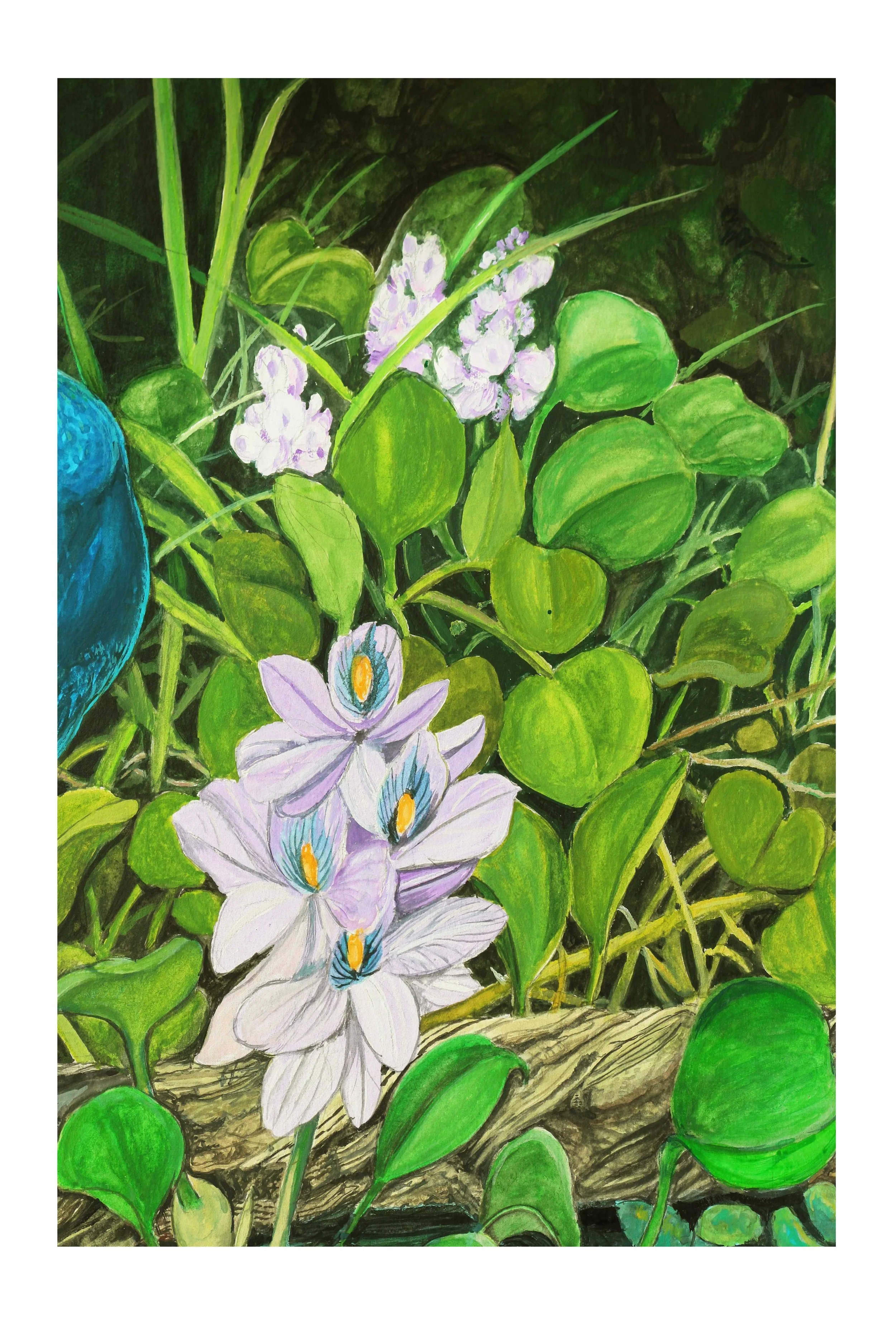 gallinule and hiacinth 3.jpg