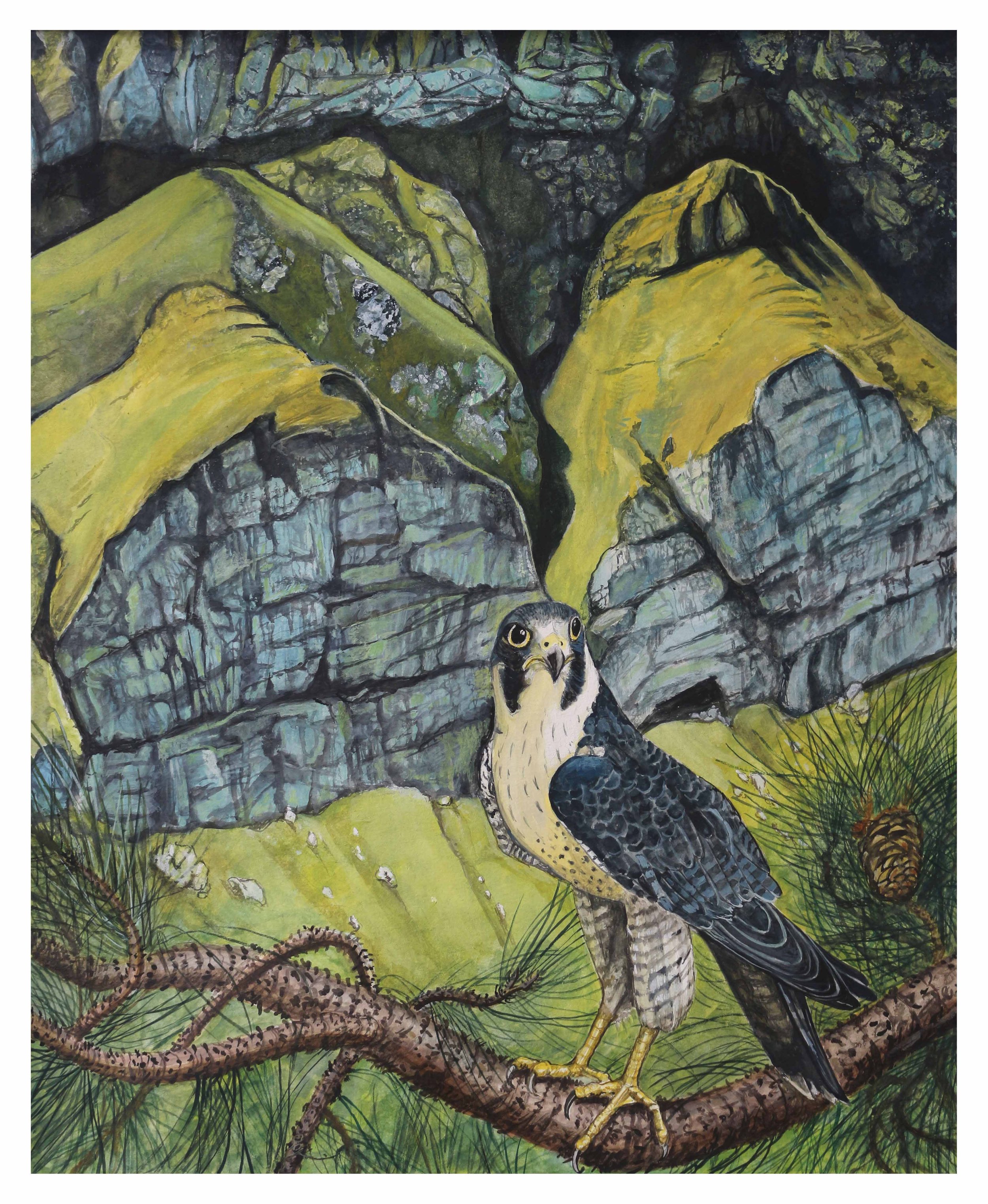 peregrine falcon.jpg