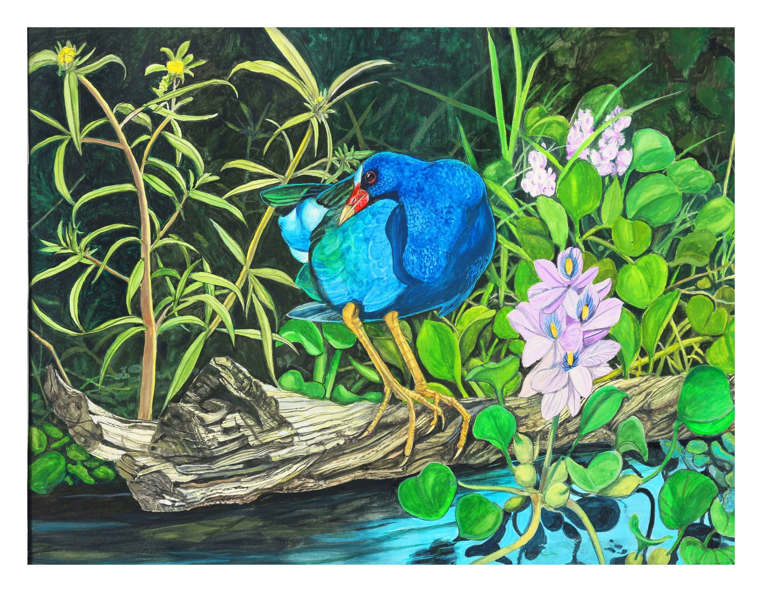 gallinule and hiacinth.jpg