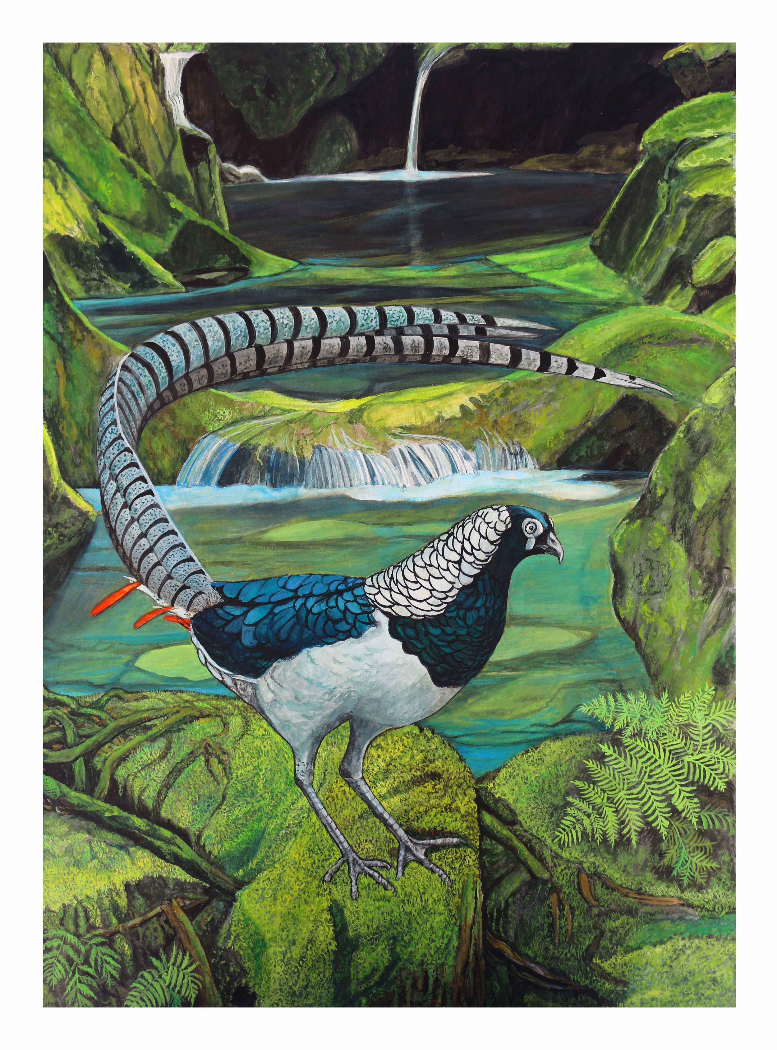 lady amherst pheasant.jpg