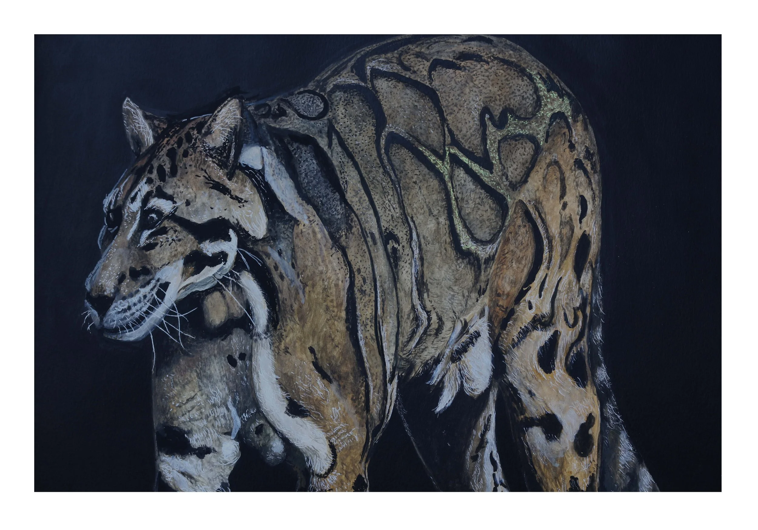 45 clouded leopard II-3 copy.jpg
