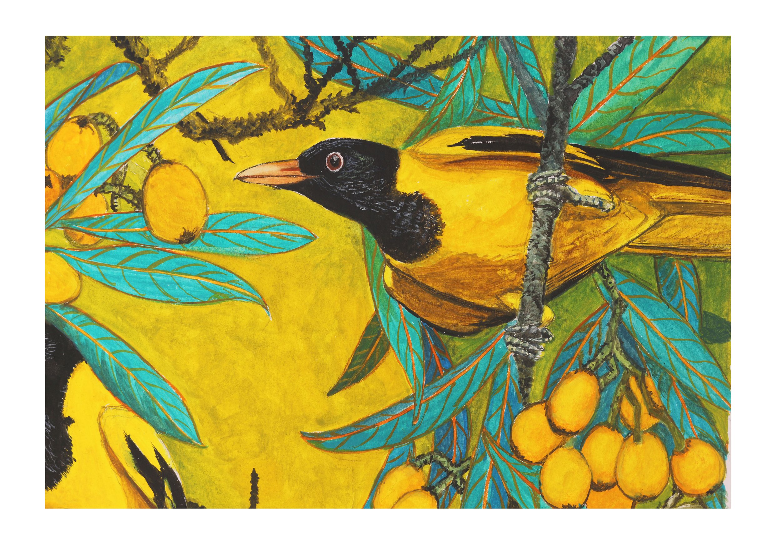 yellow birds and Loquat 3.jpg