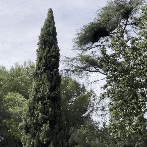ezgif-56797c08ca0f10+%282%29.png