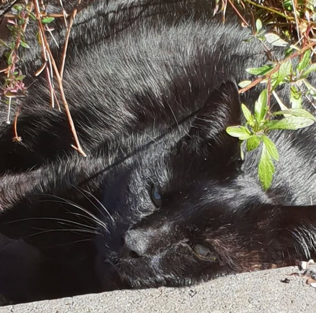 Pilchard