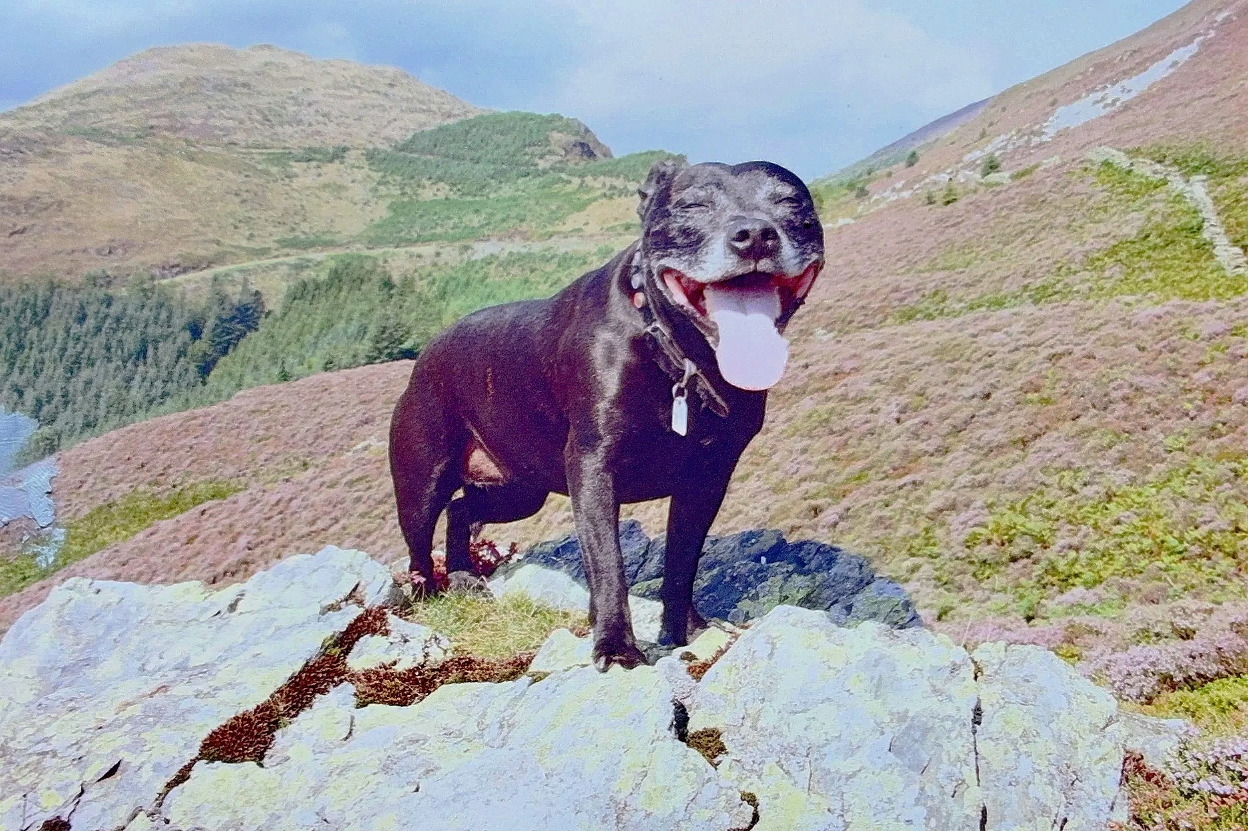 My heart dog Stoli - Dr Liz 