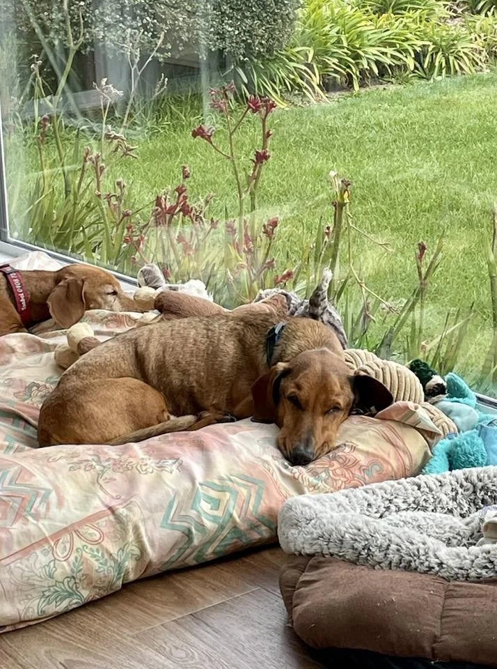In Home Euthanasia | The Rainbow Bridge Vet